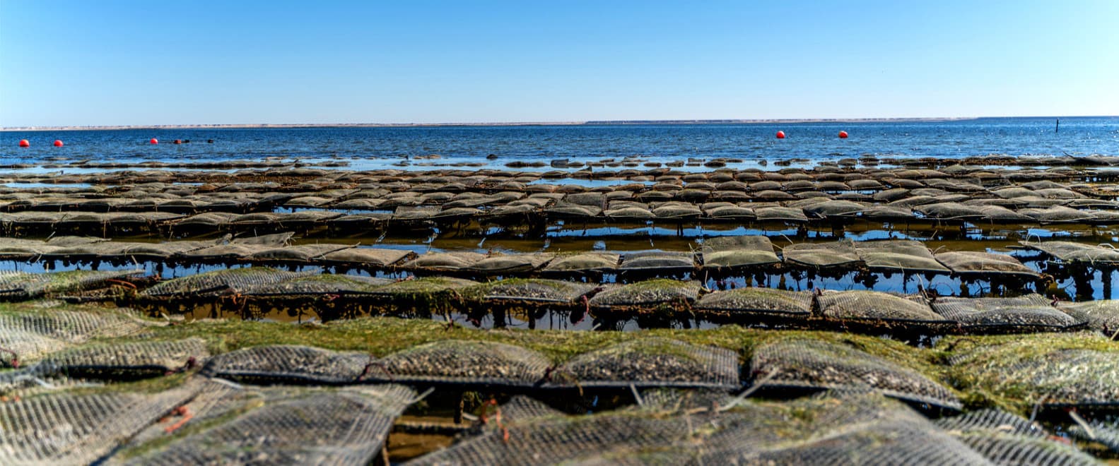 Local Oyster Farms