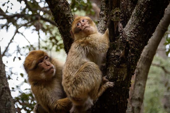 Barbary Macaque Viewing Area