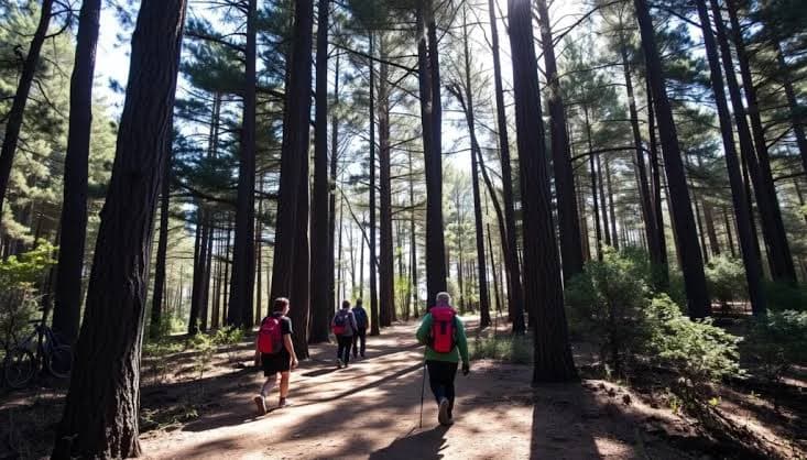Guided Forest Hike
