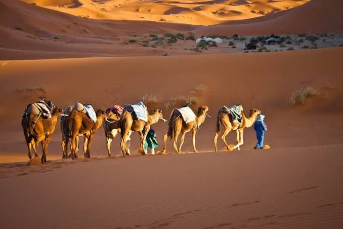 Camel Ride