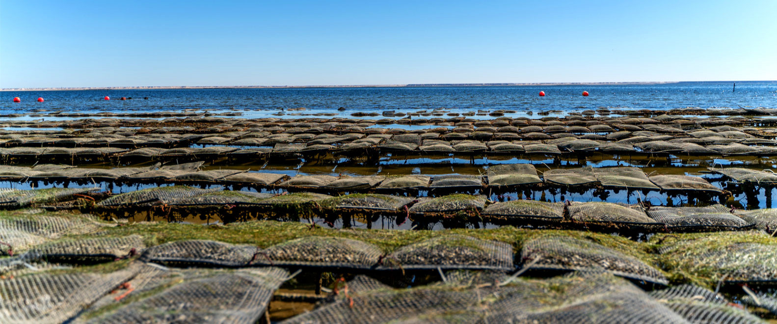 Local Oyster Farms attraction in Dakhla