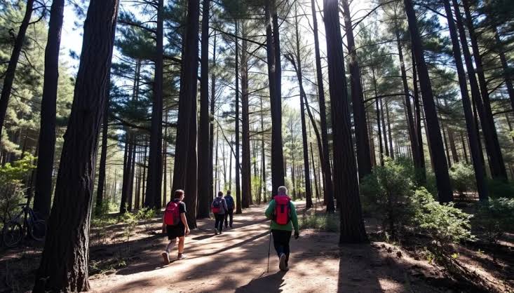 Guided Cedar Forest Hike in Ifrane price and cost