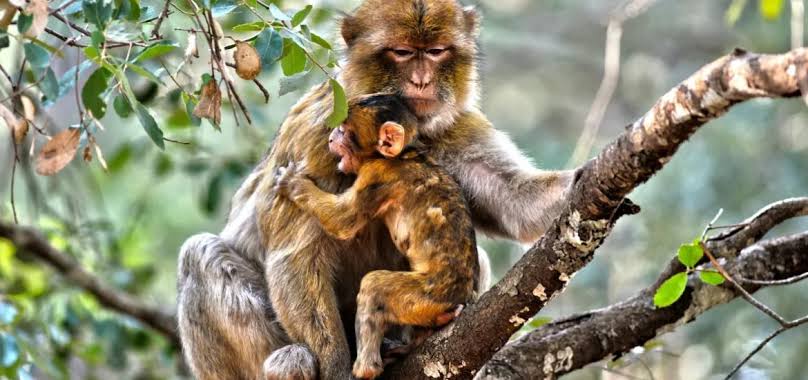 Cedar Forest & Barbary Macaques attraction in Ifrane