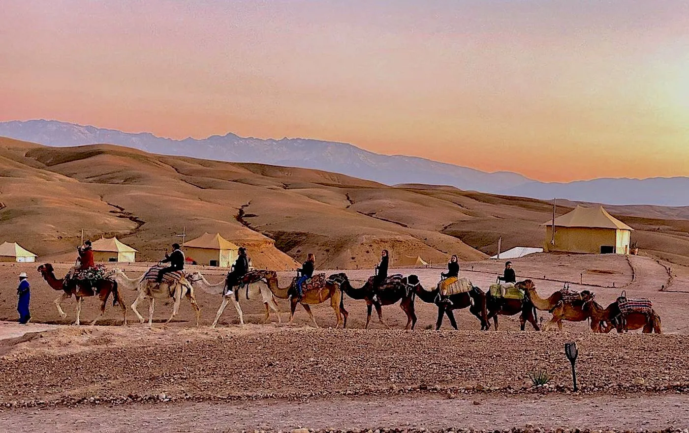 Tourist riding a camel led by a handler through the Palmeraie palm grove near Marrakech