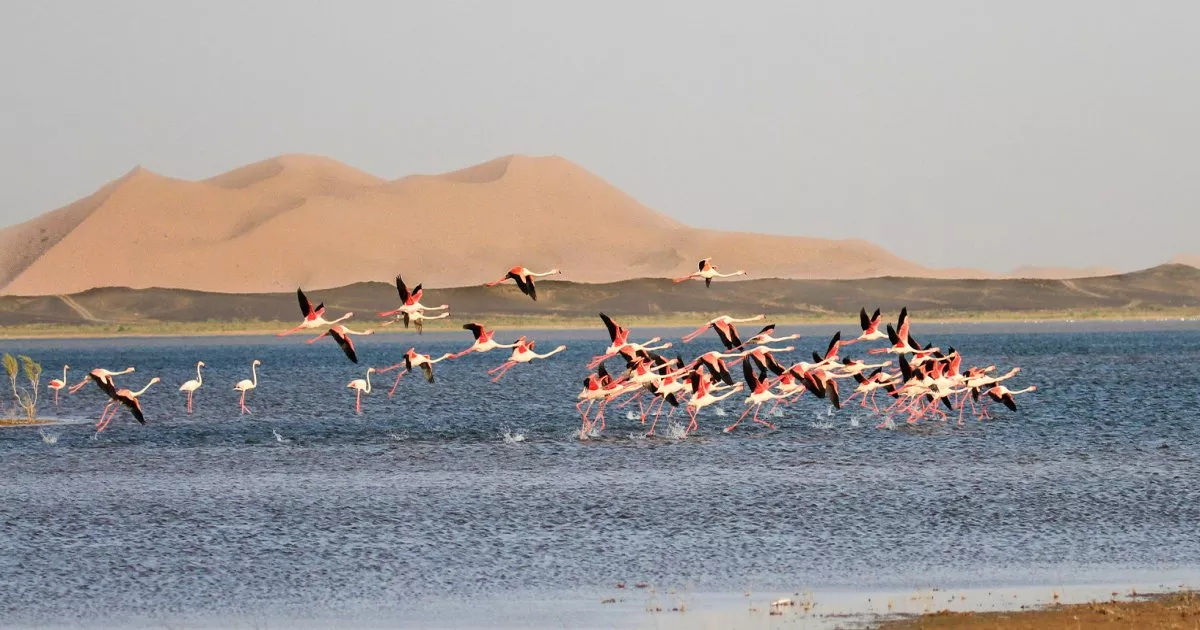 Dayet Srji Lake attraction in Merzouga