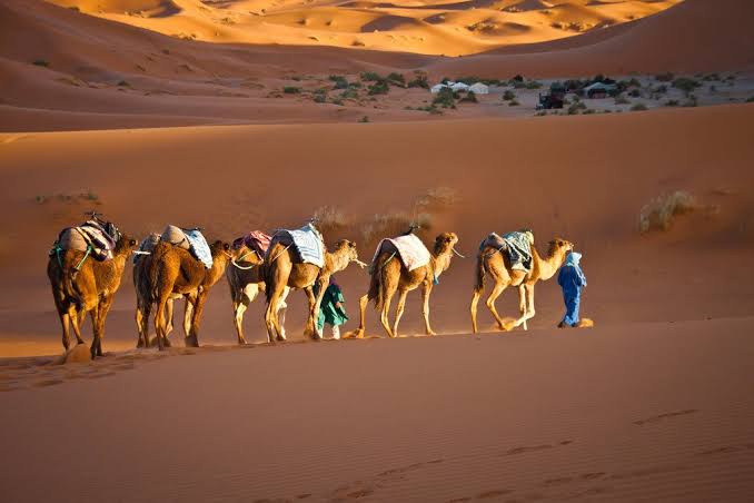 Ouarzazate Oasis Camel Ride in Ouarzazate price and cost
